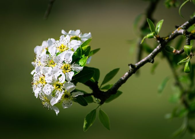 En Iyi Alkolsuz Kokteyller Alkol Tuketmeyenler Icin Damak Catlatan Kokteyl Tarifleri Ve Ipuclari 1713482089921