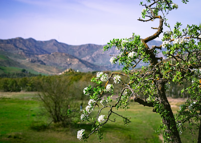 En İyi Alkolsüz Kokteyller: Lezzetli ve Serinletici İçecekler