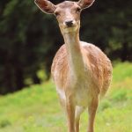 Mcdonalds Ala Carte Menu With Prices 1750694288958