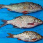 The Catch Menu With Prices 1750709875982