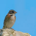 Walmart Catering Menu And Prices 1750688470019