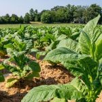 Adıyaman Tütünü Çeşitleri Nelerdir?