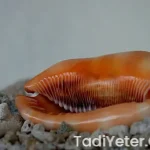 Adaçayına limon sıkılır mı