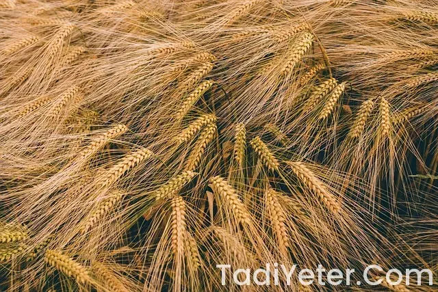 Alkolsüz malt içeceği zararları