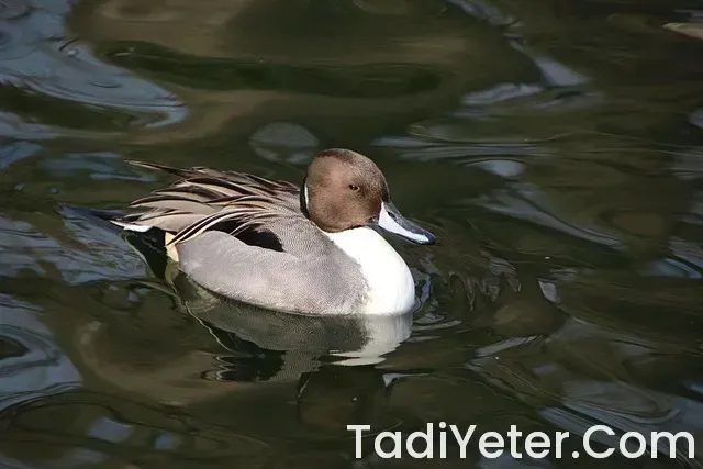 Ana Yemek Tarifleri Ana Yemek Tarifleri