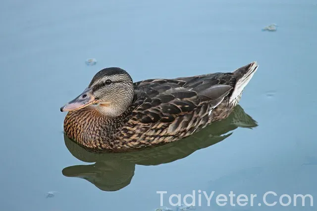 Ana Yemek Tarifleri Ana Yemek Tarifleri