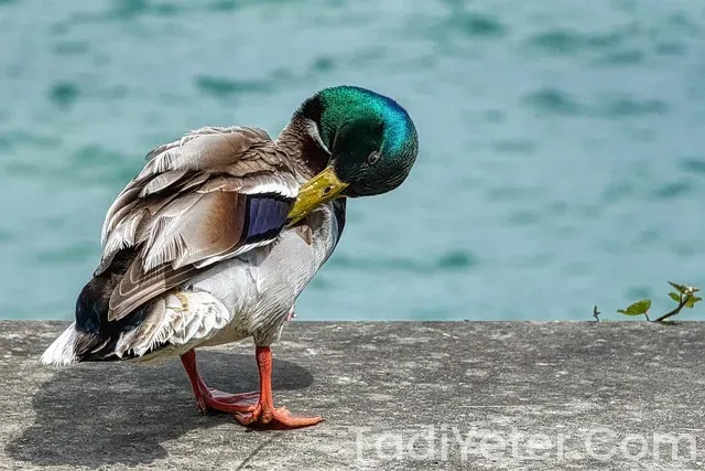 Ana Yemek Tarifleri Ana Yemek Tarifleri
