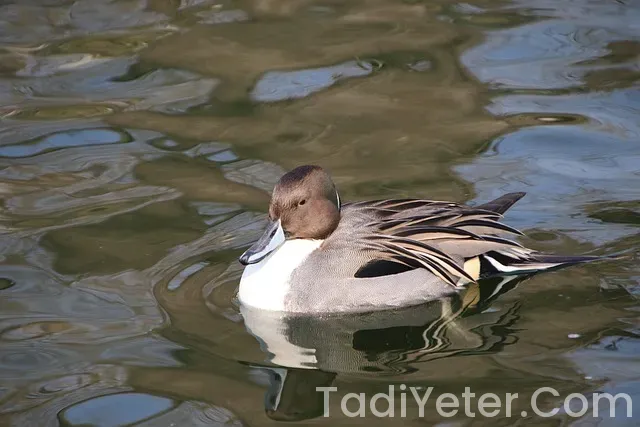 Ana Yemek Tarifleri Ana Yemek Tarifleri