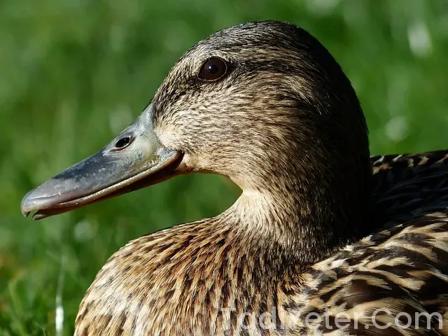 Ana Yemek Tarifleri Ana Yemek Tarifleri