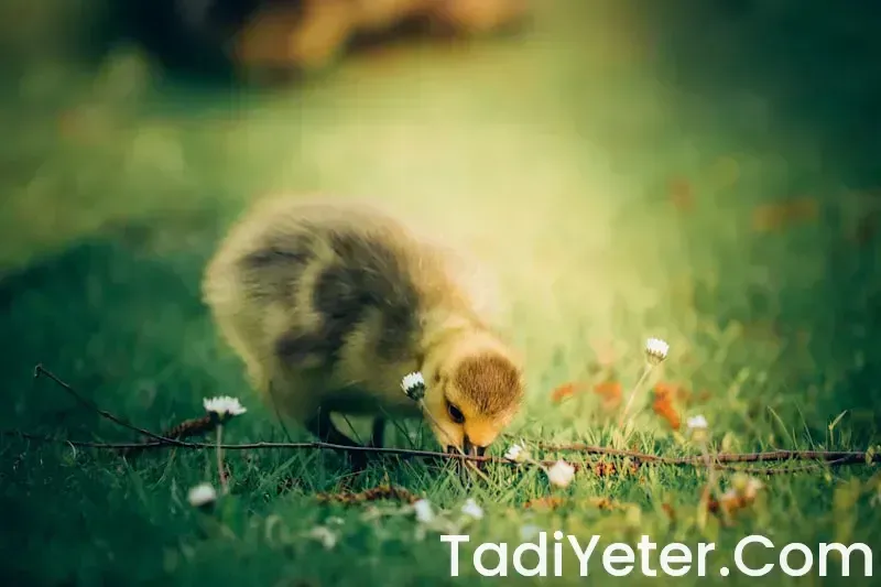 bebeklere kuzu kıymalı tarifler
