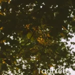 enginar yaprakları nasıl pişirilir