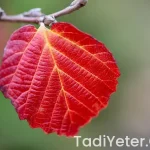 Etli Yemek Tarifleri