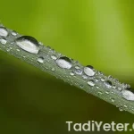 Gebeliği engelleyen bitkiler