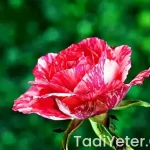 Gebeliği önleyen doğal bitkiler