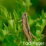 Hamilelikte asitli icecekler zararlimi