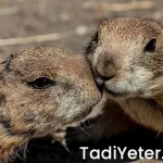 Hamilelikte enerji içeceği içilir mi