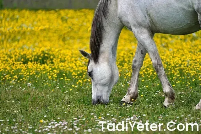 İncir reçeli nasıl yapılır video izle oktay usta