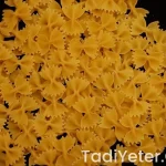 Kedi Dili Pasta Tarifleri