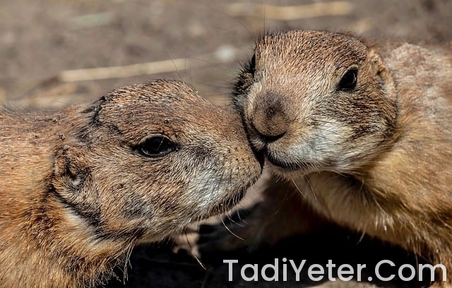 Kıbrıs Tatlısı Tarifi Nefis Yemek Tarifleri Kıbrıs Tatlısı Tarifi Nefis Yemek Tarifleri