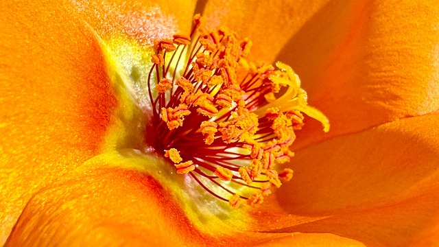 Kıbrıs Tatlısı Tarifi Nefis Yemek Tarifleri Kıbrıs Tatlısı Tarifi Nefis Yemek Tarifleri