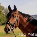 Kornişon Turşu Tarifi Nefis Yemek Tarifleri