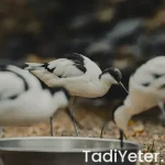 kuşbaşı et yemekleri tarifi oktay usta