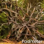 Maltana zararlı mı