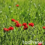 Mardin Yemek Yerleri