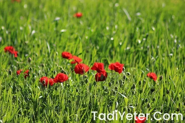 Mardin Yemek Yerleri