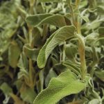 Meram Tip Yemek 1756890461474