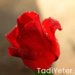 Mercimek Köftesi Tarifi Nefis Yemek Tarifleri