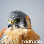 Mutluluk veren bitki çayı