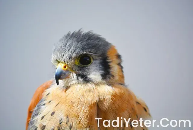 Mutluluk veren bitki çayı Mutluluk veren bitki çayı