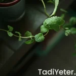 mutluluk veren bitki çayları