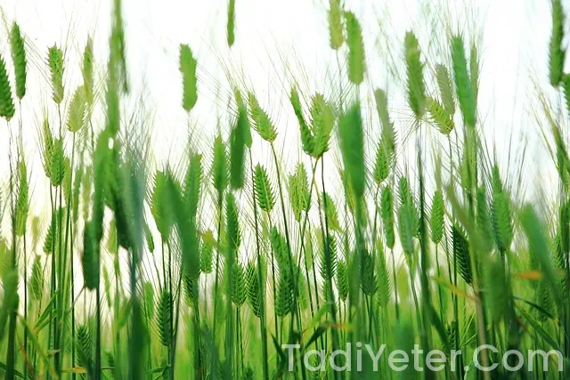 Puf Puf Kabaran Poğaça Nefis Yemek Tarifleri Puf Puf Kabaran Poğaça Nefis Yemek Tarifleri