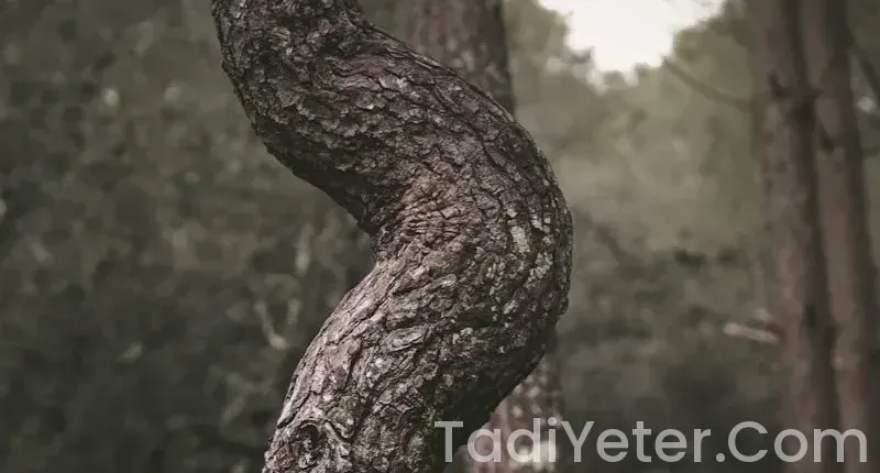 sana yağlı poğaça tarifi sana yağlı poğaça tarifi