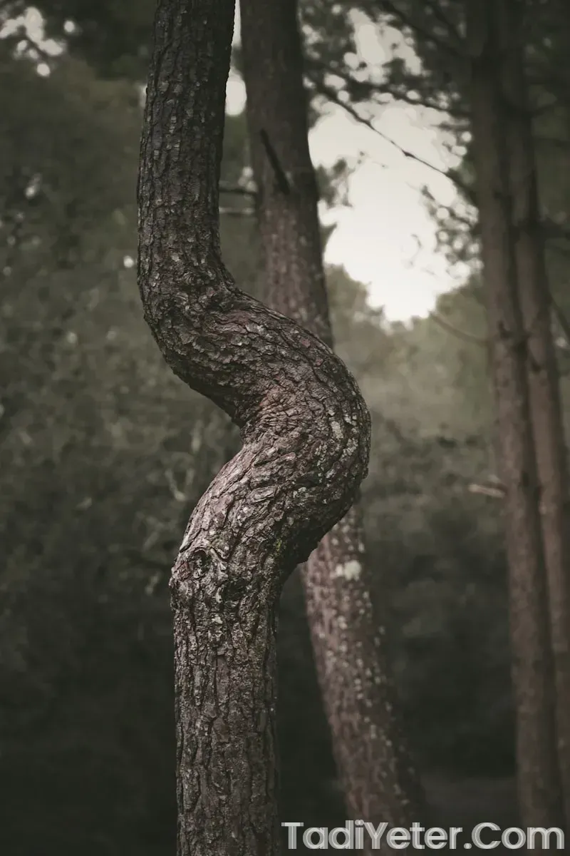 sana yağlı poğaça tarifi sana yağlı poğaça tarifi