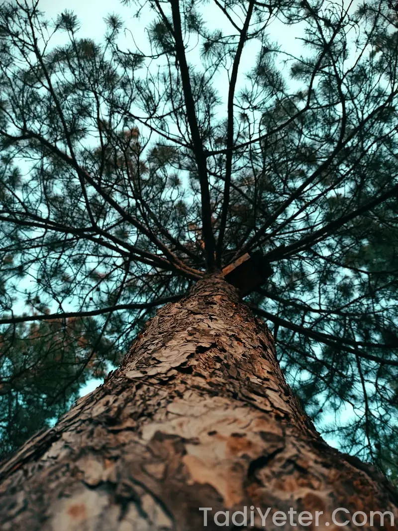 sana yağlı poğaça tarifi sana yağlı poğaça tarifi