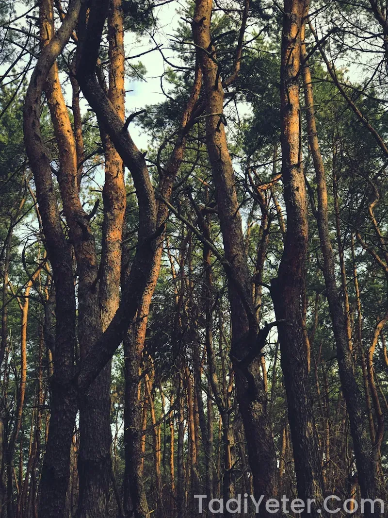 sana yağlı poğaça tarifi sana yağlı poğaça tarifi