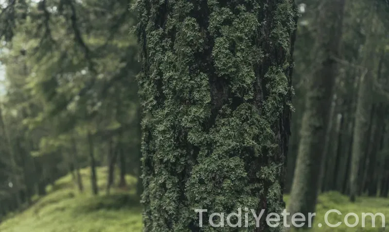 sana yağlı poğaça tarifi sana yağlı poğaça tarifi