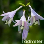 Sarıyer börekçisi fiyat