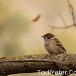 Uploaded Image Maltana Icecegi Faydalari 1758612746478 Pars