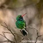 Yemek Borusu Kanseri Belirtileri