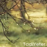 Yemek Tarifleri Pratik