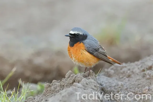 Yemek Tarifleri Pratik Yemek Tarifleri Pratik