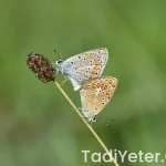 Yeşil incir reçeli nasıl yapılır oktay usta